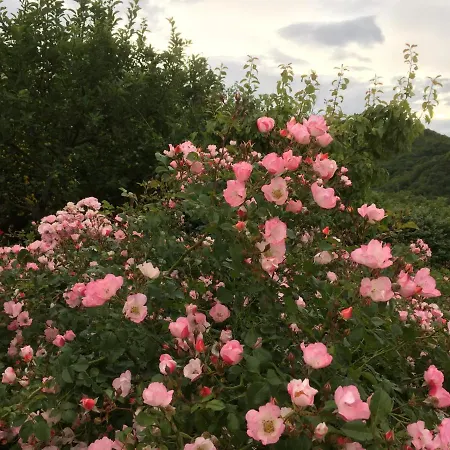 Colle Del Lupo * Pergola