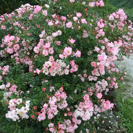 Colle Del Lupo Apartamento *